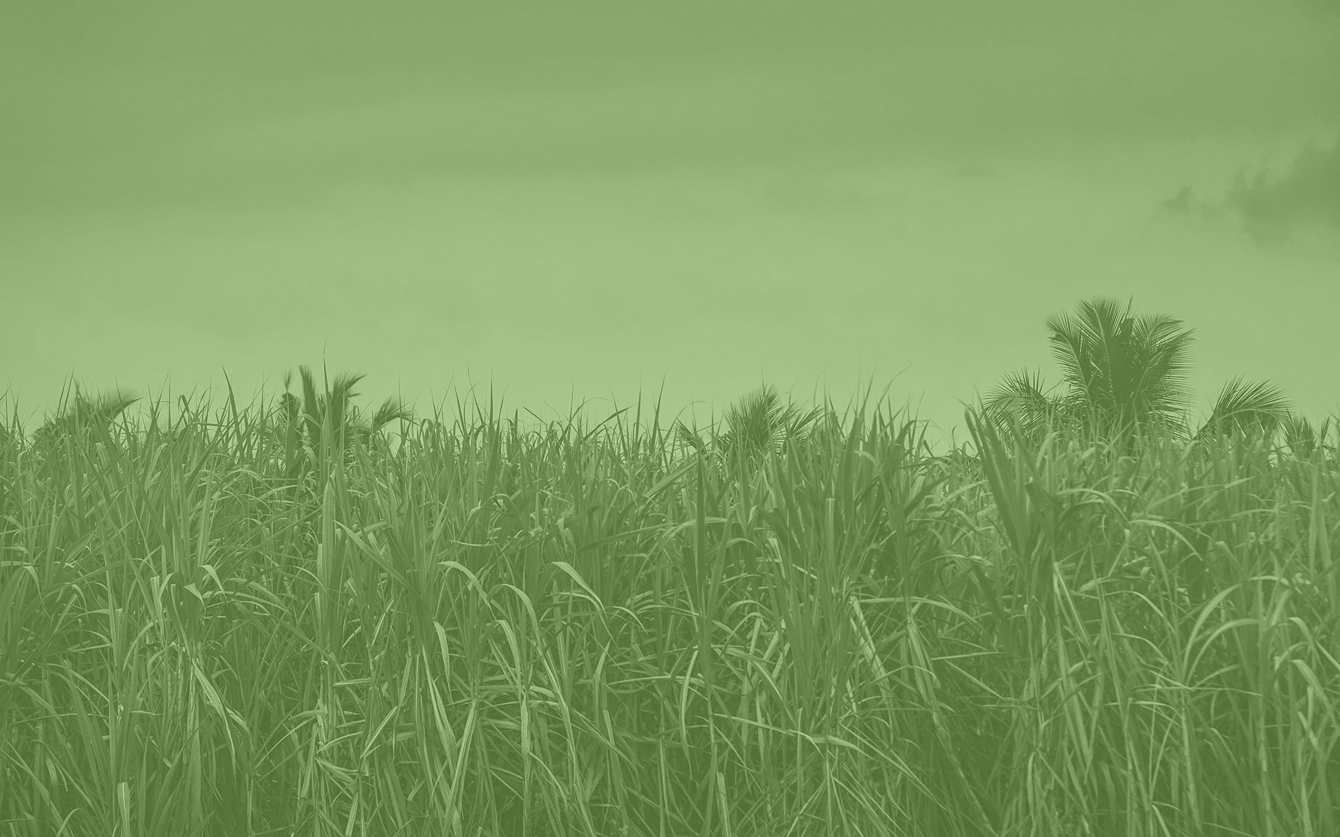 Soluções que fomentam a economia e alimentam o mundo